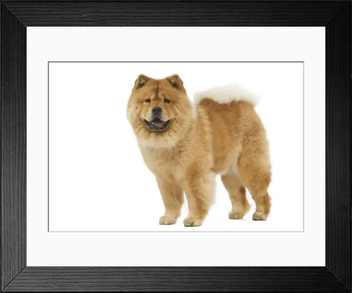 Framed Print : Dog - Chow chow - in studio