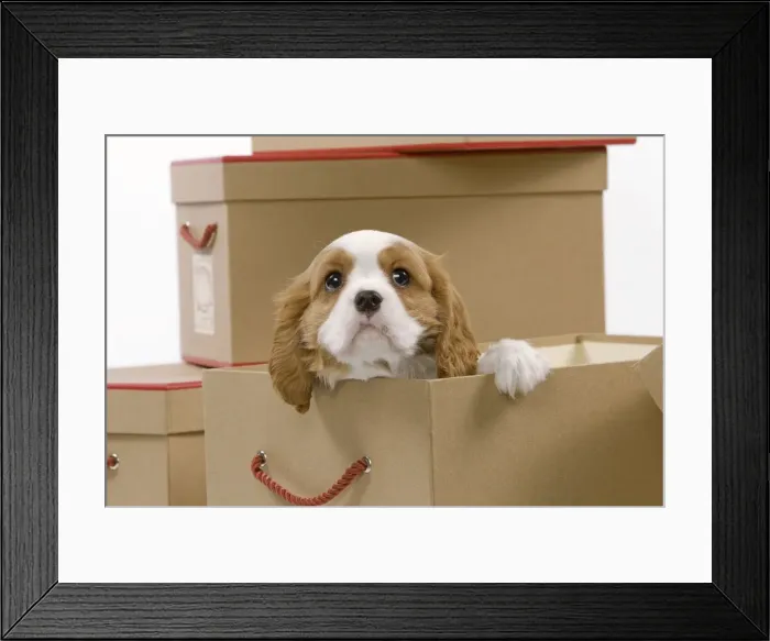 Framed Print : Dog - Cavalier King Charles Spaniel - in a bo in studio Framed Print : Dog - Cavalier King Charles Spaniel - in a bo in studio