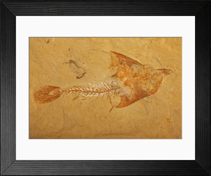 Framed Print : Fossil fish - Cretaceous - Lebanon Framed Print : Fossil fish - Cretaceous - Lebanon