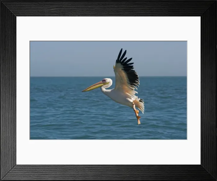 Framed Print : Great White Pelican - in flight over the ocean - Atlantic Ocean - Namibia - Africa