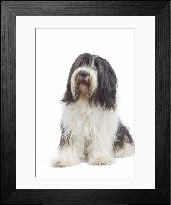 Framed Print : Dog - Schapendoes or Dutch Sheepdog in studio Framed Print : Dog - Schapendoes or Dutch Sheepdog in studio