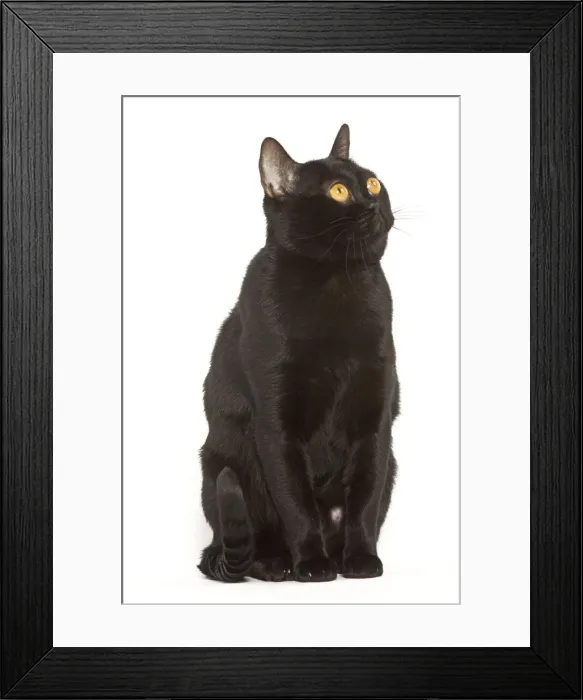 Framed Print : Cat - Bombay on hind legs in studio Framed Print : Cat - Bombay on hind legs in studio