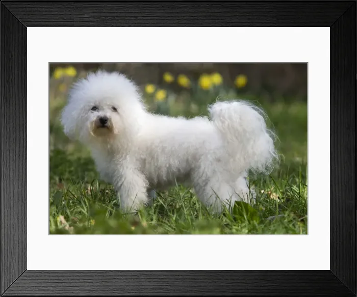 Framed Print : Dog - Bichon Frise Framed Print : Dog - Bichon Frise