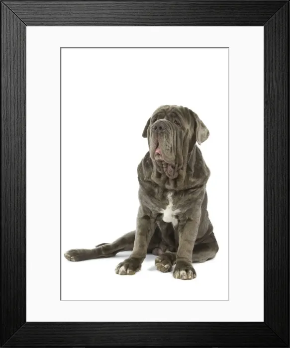 Framed Print : Dog - Neapolitan Mastiff / Mastino Napoletano / Matin de Naples - in studio Framed Print : Dog - Neapolitan Mastiff / Mastino Napoletano / Matin de Naples - in studio