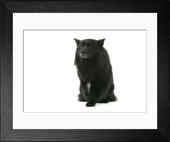 Framed Print : Dog - Finnish Lapland Dog Framed Print : Dog - Finnish Lapland Dog