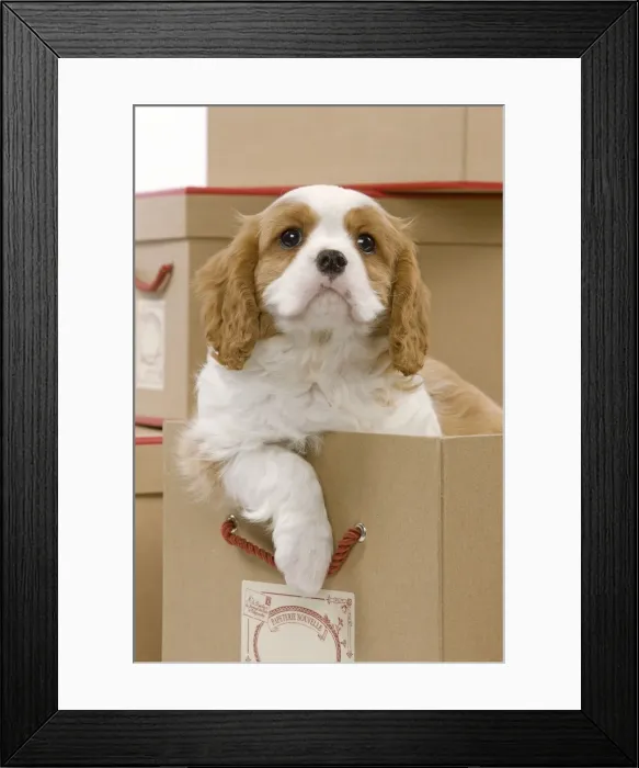 Framed Print : Dog - Cavalier King Charles Spaniel - in a box in studio Framed Print : Dog - Cavalier King Charles Spaniel - in a box in studio