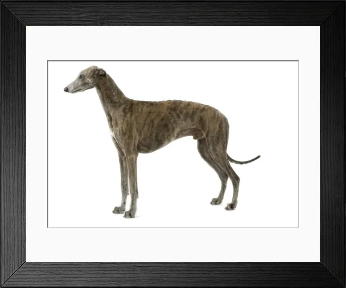 Framed Print : Dog - Greyhound Framed Print : Dog - Greyhound