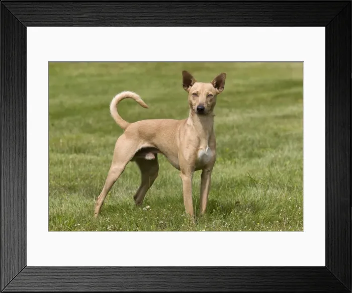 Framed Print : Dog - Peruvian Hairless Dog - haired version non-standard for the breed
