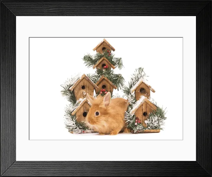 Framed Print : Rabbit - in studio in front of christmas birdboxes Framed Print : Rabbit - in studio in front of christmas birdboxes