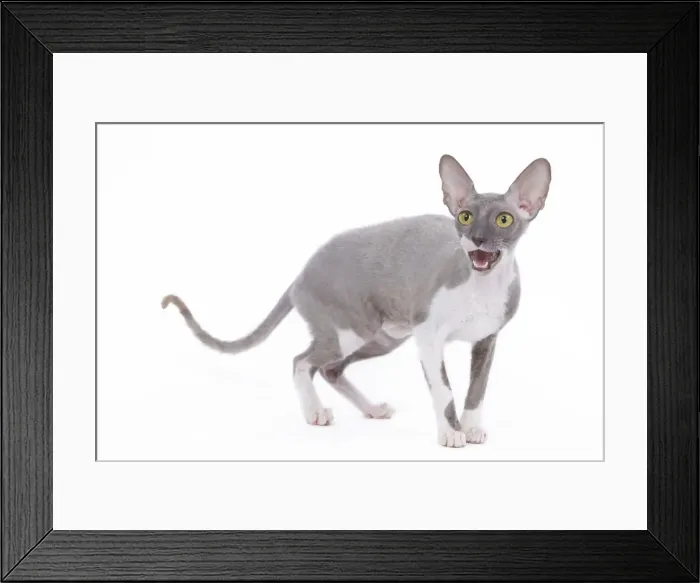 Framed Print : Cat - Rex Cornish in studio Framed Print : Cat - Rex Cornish in studio