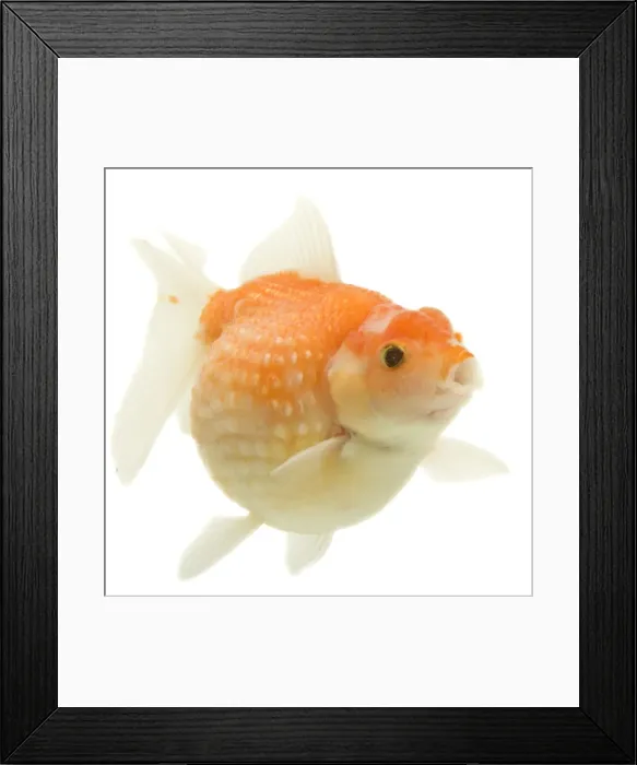 Framed Print : Goldfish - in studio Framed Print : Goldfish - in studio