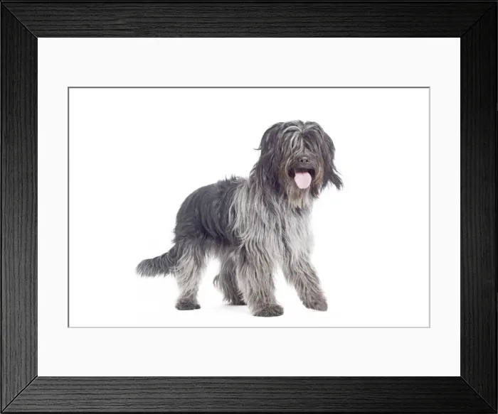 Framed Print : Dog - Schapendoes or Dutch Sheepdog in studio Framed Print : Dog - Schapendoes or Dutch Sheepdog in studio