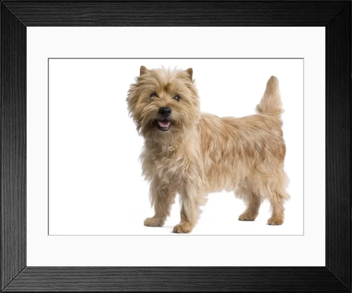 Framed Print : Dog - Cairn Terrier in studio Framed Print : Dog - Cairn Terrier in studio