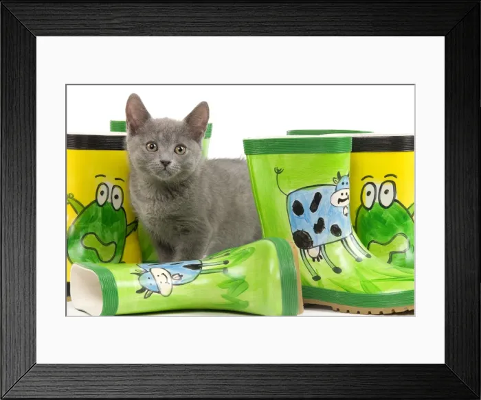 Framed Print : Cat - Chartreux kitten in studio with brightly coloured wellington boots Framed Print : Cat - Chartreux kitten in studio with brightly coloured wellington boots