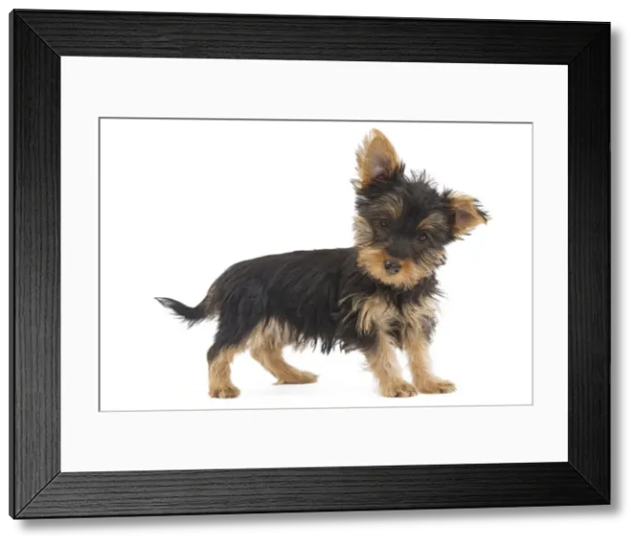 Framed Print : Dog - Australian Silky Terrier - puppy in studio. Also known as Silky Terrier or Sydney Silky
Framed Print : Dog - Australian Silky Terrier - puppy in studio. Also known as Silky Terrier or Sydney Silky