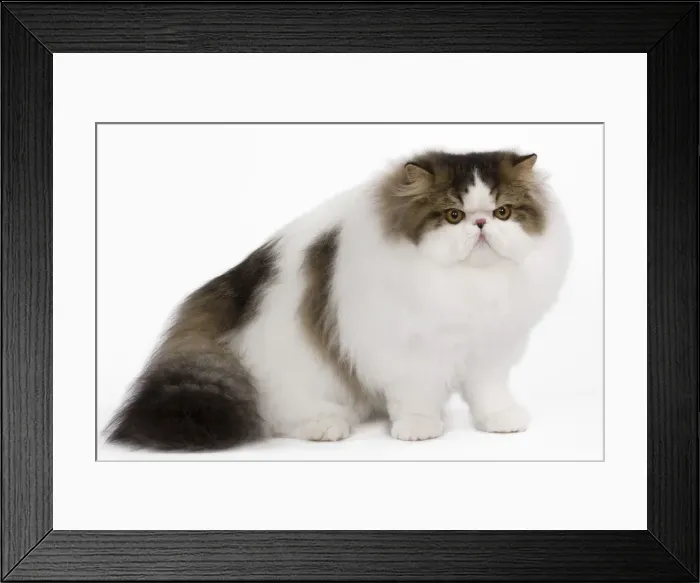 Framed Print : Cat - Persian Harlequin - brown mackerel tabby in studio