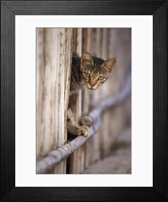 Framed Print : Cat - on the Island of Lamu - Indian Ocean Framed Print : Cat - on the Island of Lamu - Indian Ocean