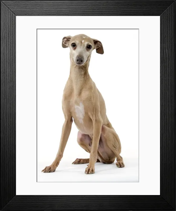Framed Print : Dog - Italian Greyhound Framed Print : Dog - Italian Greyhound