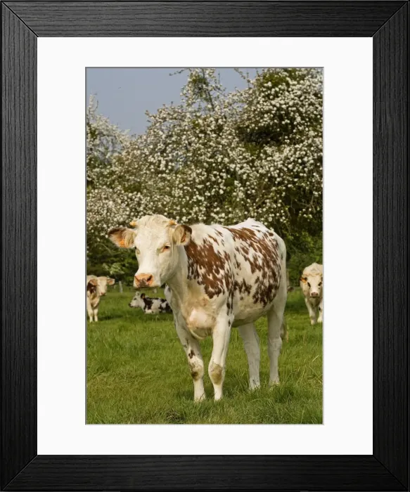 Framed Print : Cattle - Normande Breed - cow in field. France Framed Print : Cattle - Normande Breed - cow in field. France