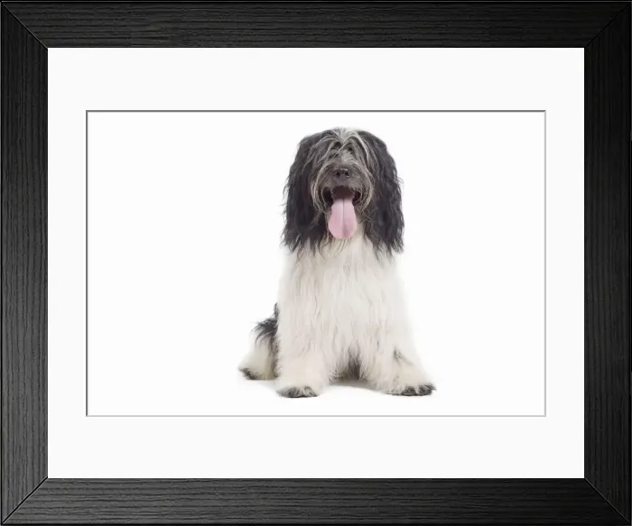 Framed Print : Dog - Schapendoes or Dutch Sheepdog in studio Framed Print : Dog - Schapendoes or Dutch Sheepdog in studio