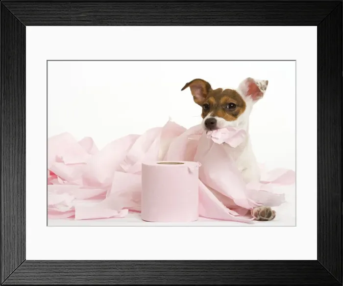 Framed Print : Dog - Jack Russell - playing with toilet tissue Framed Print : Dog - Jack Russell - playing with toilet tissue