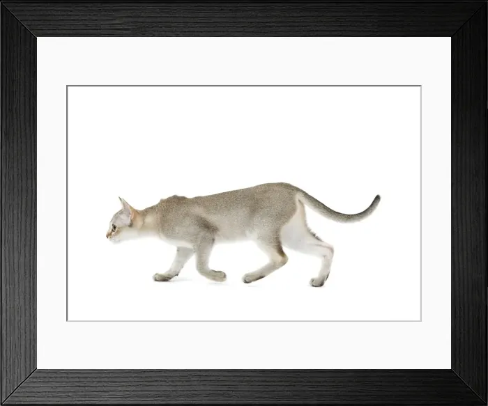 Framed Print : Cat - Singapura kitten in studio Framed Print : Cat - Singapura kitten in studio