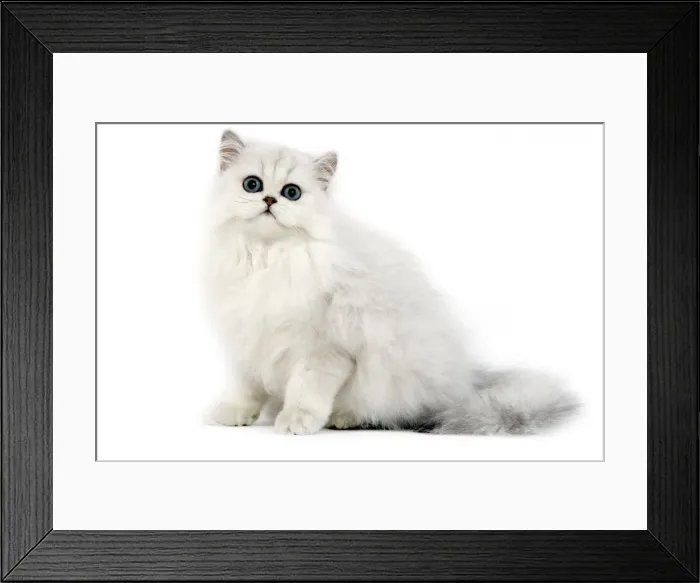 Framed Print : Cat - Persian chinchilla kitten in studio Framed Print : Cat - Persian chinchilla kitten in studio