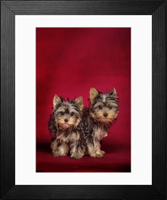 Framed Print : Dog - Yorkshire Terriers Framed Print : Dog - Yorkshire Terriers