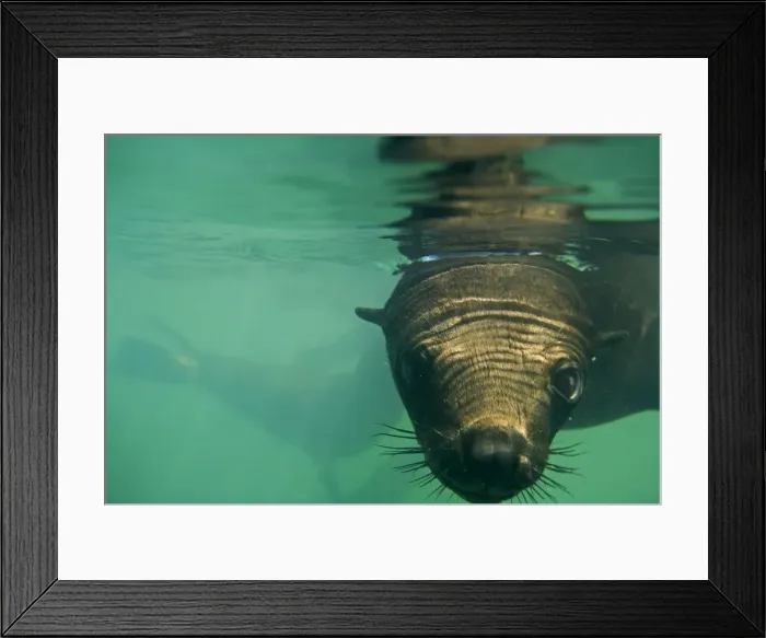 Framed Print : Cape Fur Seals - wide angle close up portrait under the water - Atltanic Ocean - Namibia - Africa Framed Print : Cape Fur Seals - wide angle close up portrait under the water - Atltanic Ocean - Namibia - Africa