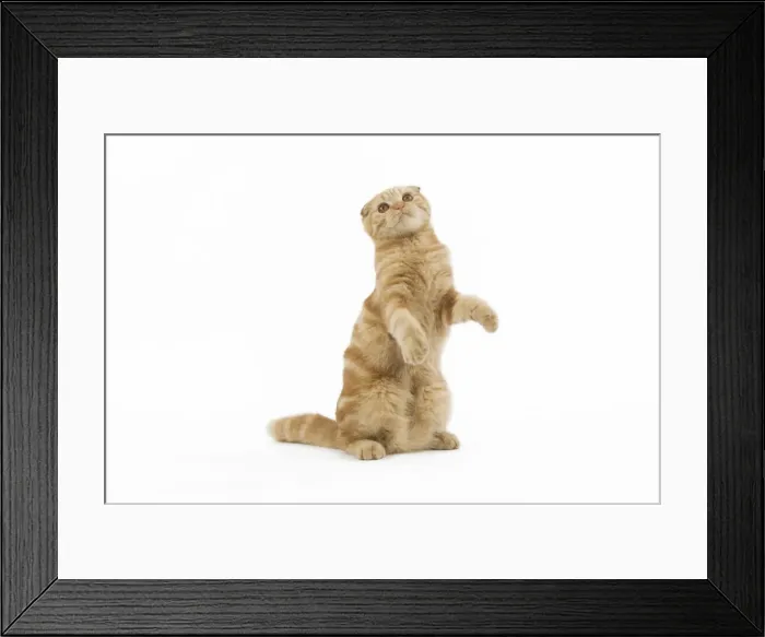 Framed Print : Cat - Ginger Scottish fold on hind legs in studio Framed Print : Cat - Ginger Scottish fold on hind legs in studio