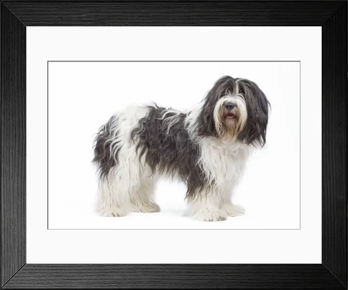 Framed Print : Dog - Schapendoes or Dutch Sheepdog in studio