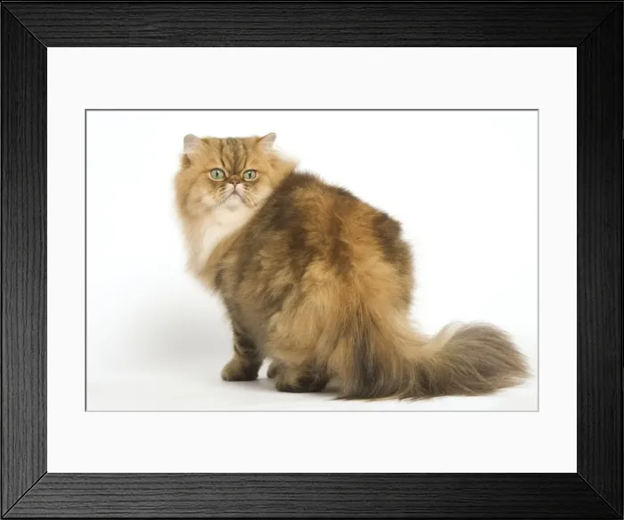 Framed Print : Cat - Persian golden shaded in studio Framed Print : Cat - Persian golden shaded in studio