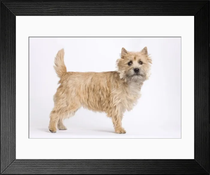 Framed Print : Dog - Cairn Terrier in studio Framed Print : Dog - Cairn Terrier in studio