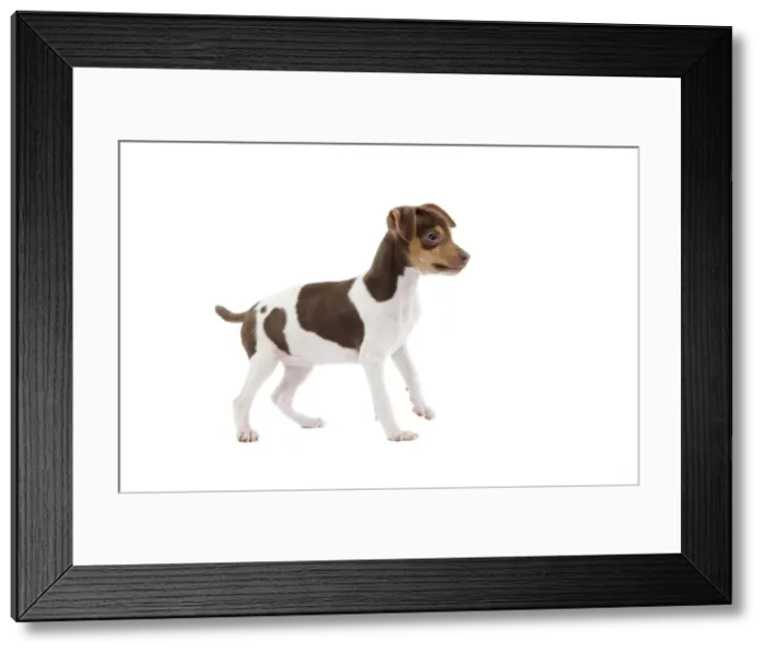 Framed Print : Dog - Brazilian Terrier puppy in studio Framed Print : Dog - Brazilian Terrier puppy in studio