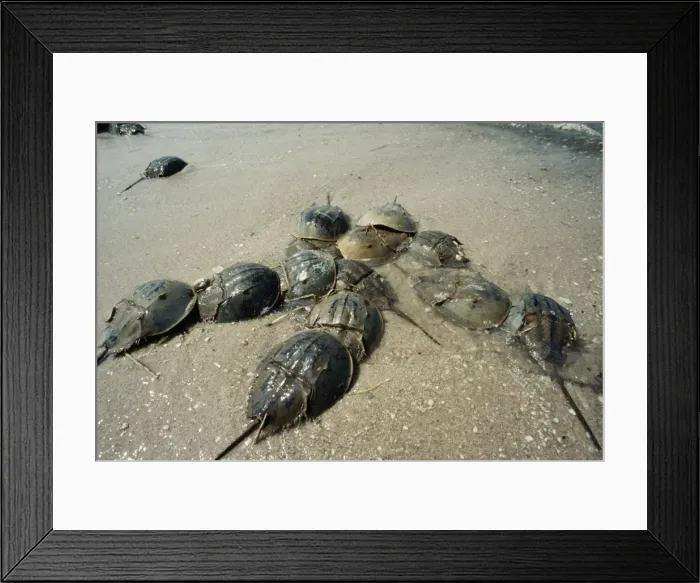Framed Print : Horseshoe Crab - Spawning beach Framed Print : Horseshoe Crab - Spawning beach