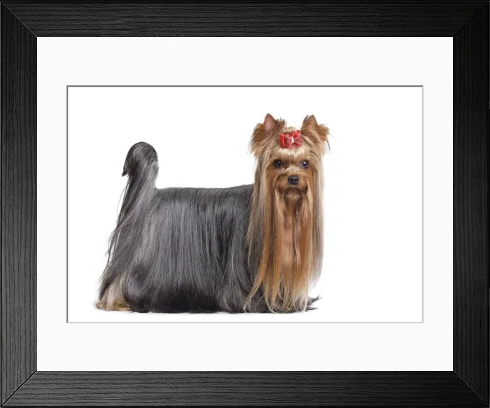 Framed Print : Dog - Yorkshire Terrier in studio Framed Print : Dog - Yorkshire Terrier in studio
