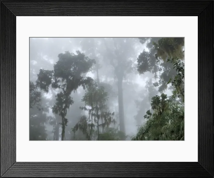 Framed Print : Cloud forest - with lichen and moss Chirripo Nationalpark, Costa Rica Framed Print : Cloud forest - with lichen and moss Chirripo Nationalpark, Costa Rica