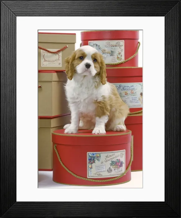 Framed Print : Dog - Cavalier King Charles Spaniel - sitting on hat boxes in studio Framed Print : Dog - Cavalier King Charles Spaniel - sitting on hat boxes in studio