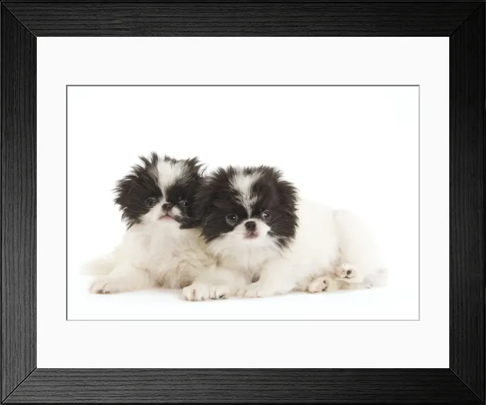 Framed Print : Dog - Japanese Chin / Spaniel - puppies in studio Framed Print : Dog - Japanese Chin / Spaniel - puppies in studio