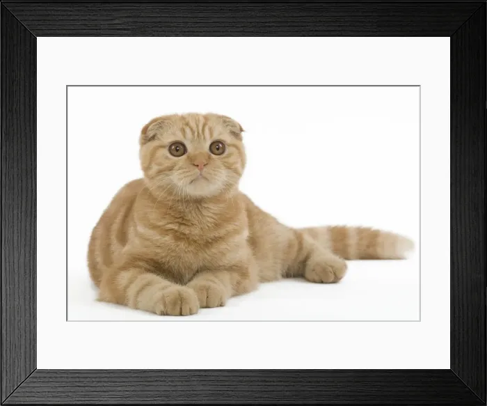 Framed Print : Cat - Ginger Scottish fold in studio Framed Print : Cat - Ginger Scottish fold in studio