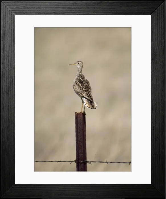 Framed Print : North American Upland Sandpiper Framed Print : North American Upland Sandpiper