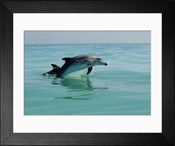 Framed Print : Bottlenose Dolphin - captured mid leap - Atlantic Ocean - Namibia - Africa Framed Print : Bottlenose Dolphin - captured mid leap - Atlantic Ocean - Namibia - Africa