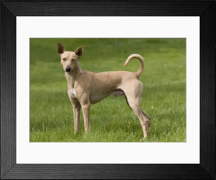 Framed Print : Dog - Peruvian Hairless Dog - haired version non-standard for the breed Framed Print : Dog - Peruvian Hairless Dog - haired version non-standard for the breed