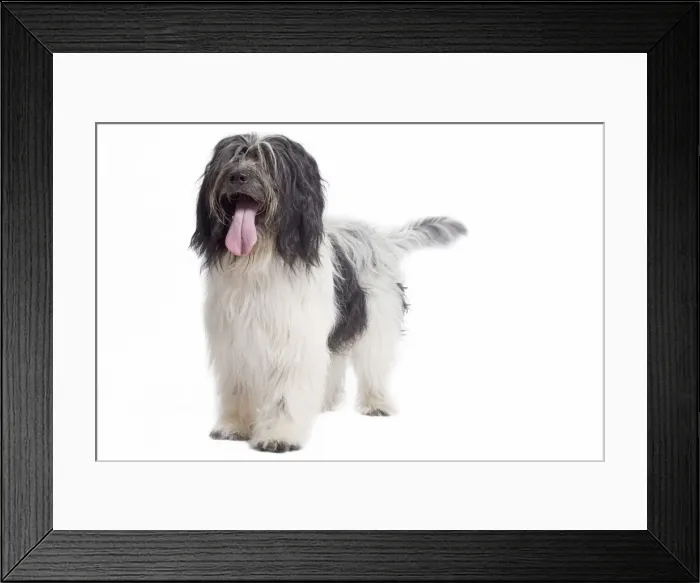 Framed Print : Dog - Schapendoes or Dutch Sheepdog in studio
