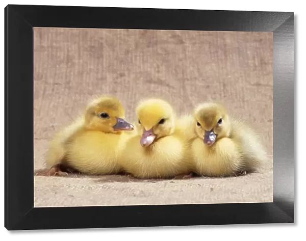 Muscovy Duck JD 13253 x 3 Ducklings © John Daniels  /  ARDEA LONDON
