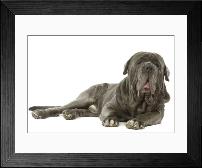 Framed Print : Dog - Neapolitan Mastiff / Mastino Napoletano / Matin de Naples - in studio Framed Print : Dog - Neapolitan Mastiff / Mastino Napoletano / Matin de Naples - in studio