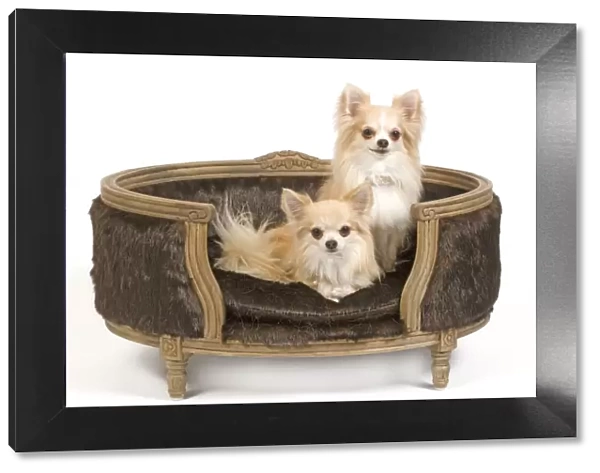 Dog - two Long-haired Chihuahuas sitting on dog chair  /  bed - in studio