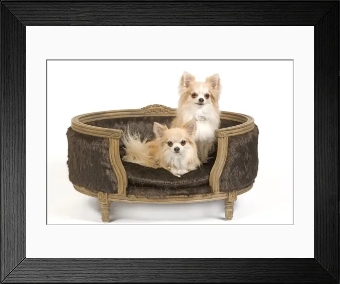 Framed Print : Dog - two Long-haired Chihuahuas sitting on dog chair / bed - in studio Framed Print : Dog - two Long-haired Chihuahuas sitting on dog chair / bed - in studio