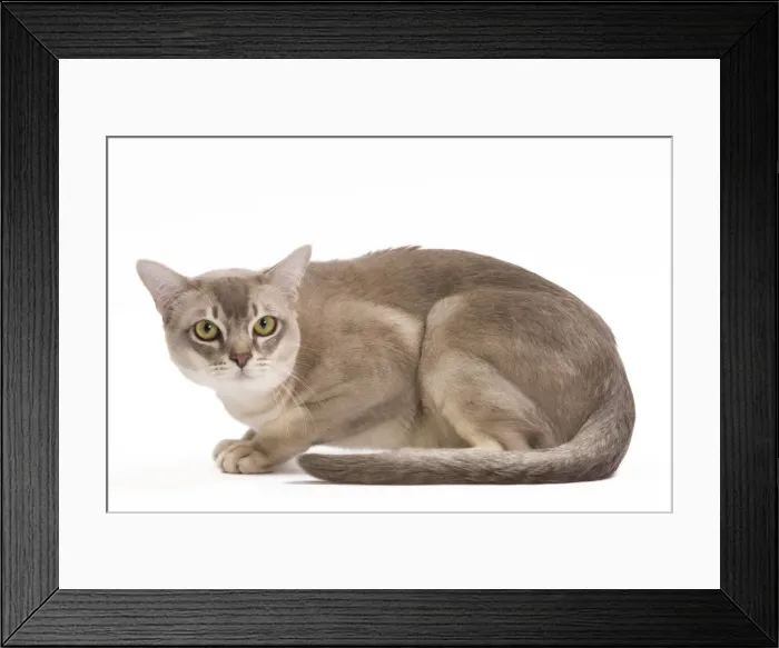 Framed Print : Burmilla Cat - in studio Framed Print : Burmilla Cat - in studio