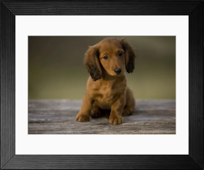Framed Print : Long-Haired Dachshund / Teckel Dog - puppy. Doxie / Doxies in the US Framed Print : Long-Haired Dachshund / Teckel Dog - puppy. Doxie / Doxies in the US